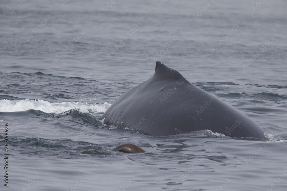 Fototapeta premium A whale diving down while seeing the tail above water at Monterey Bay California.