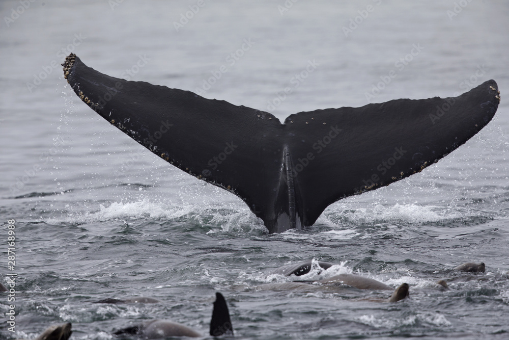 Fototapeta premium A whale diving down while seeing the tail above water at Monterey Bay California.