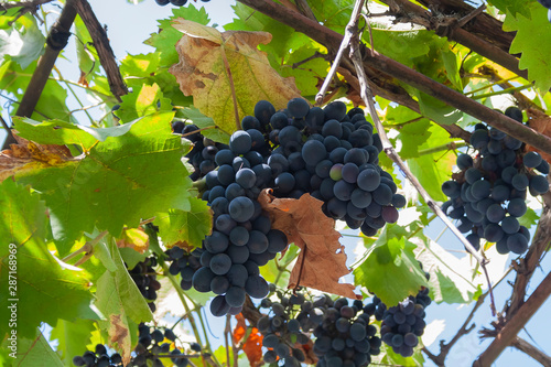 growing blue grapes