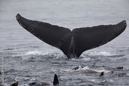 A whale diving down while seeing the tail above water at Monterey Bay California.