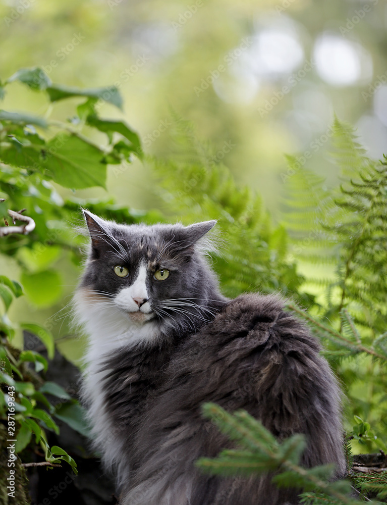 Norwegian forest cat sitting outdoors