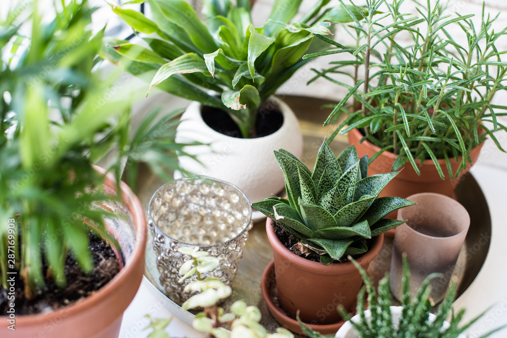 Green home houseplants on windowsill in real room interior, plants and succulents Green home houseplants on windowsill in real room interior, plants and succulents