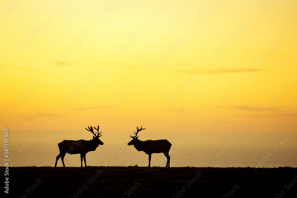 silhouette of deer on beautiful sky background