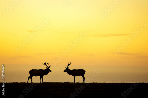 silhouette of deer on beautiful sky background