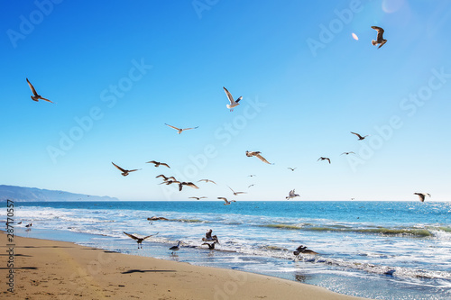Beautiful view of the ocean with seagulls