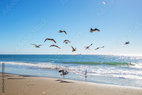 Beautiful view of the ocean with seagulls