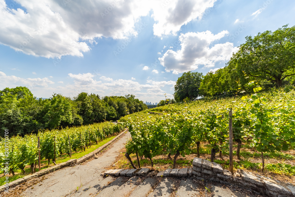 winegrowing in the city of Frankfurt/Main