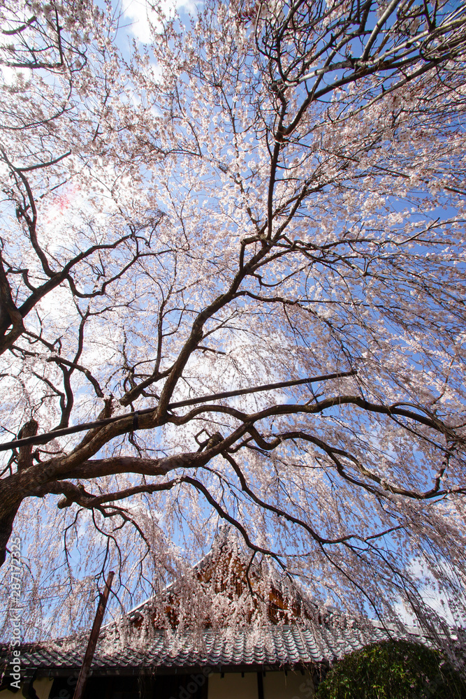 本満寺の枝垂れ桜 本満寺の枝垂れ桜
