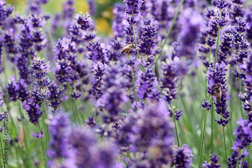 Biene   Lavendel