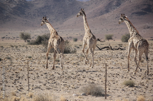 Canvas Print Three Giraffes