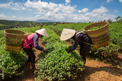 Tea pickers on plantation in Central Highlands, Vietnam photo