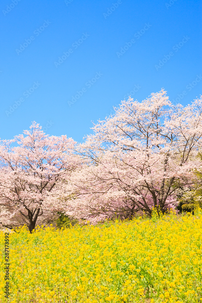 Cherry blossoms in full bloom and rape blossoms Cherry blossoms in full bloom and rape blossoms