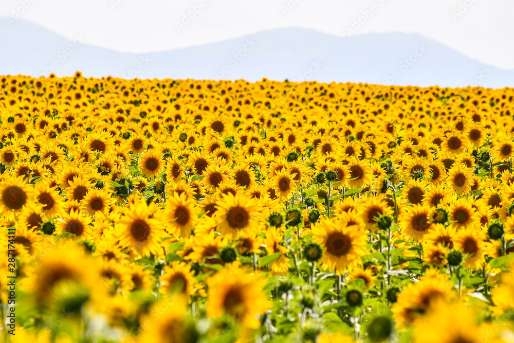 Obraz premium Nice field of sunflowers on a sunny day. Alava, Basque Country, Spain