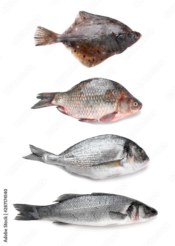 Different fresh fishes on white background Different fresh fishes on white background