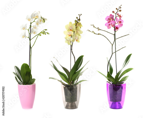 Fototapeta Naklejka Na Ścianę i Meble -  Beautiful orchids in pots on white background