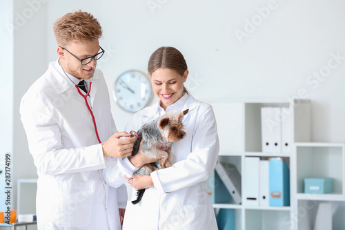 Veterinarians examining cute dog in clinic