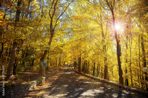 Fototapeta Naklejka Na Ścianę i Meble -  Gold autumn landscape, wallpaper. Sun rays make their way through trees and illuminate the road passing through forest. Beauty of season nature. Walking in Park on fresh air, as a healthy lifestyle.