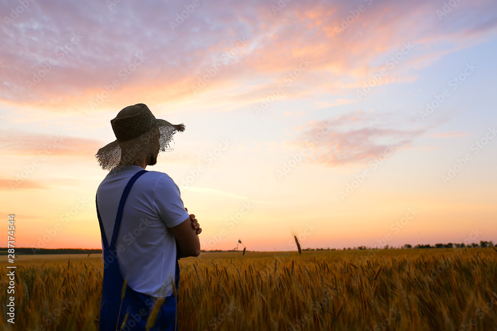 Male farmer in wheat field at sunset - obrazy, fototapety, plakaty 