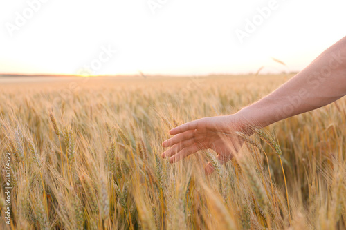 Farmer touching spikelets in wheat field