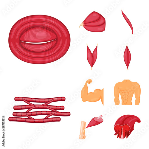 Vector illustration of muscle and cells logo. Collection of muscle and anatomy stock vector illustration.