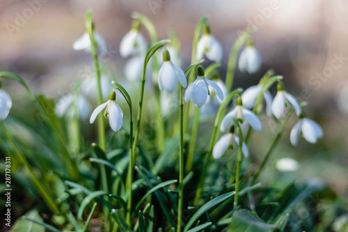 snowdrops in forest