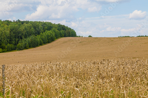 Field of ripe wheat on a background of cloudy sky and green forest