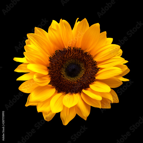 sunflower isolated on black
