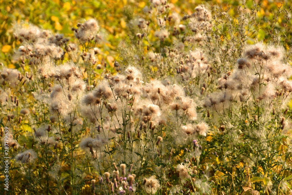 Fototapeta premium bloomed thistle with blowballs and seeds in autumn, fluffy creeping thistle with blowballs in country field