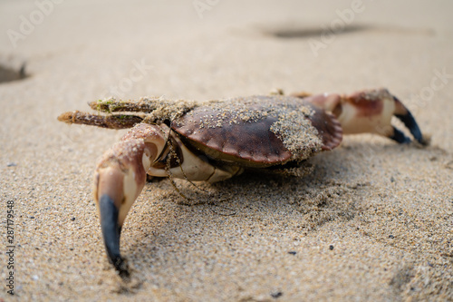   Dead crab in sand washed up on beach in Summer view towards Horseid beach, Lofoten Islands, Norway photo