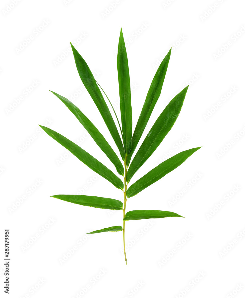 Tree leaves isolated on white background