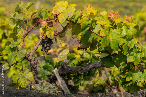 Weinreben auf einem Weinberg