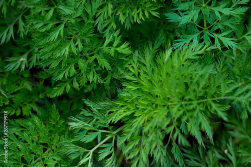 Green Bush of curly parsley close up macro.