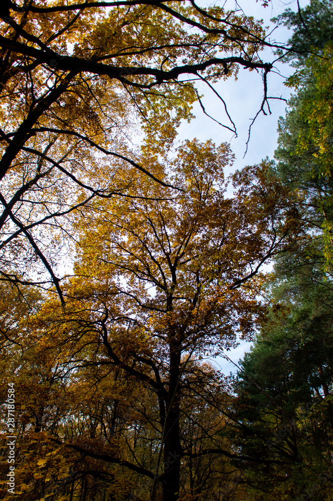 autumn forest autumn forest