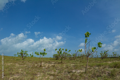 Field of sand and plants. Horizon with large leafy plants. Cloudy sky.