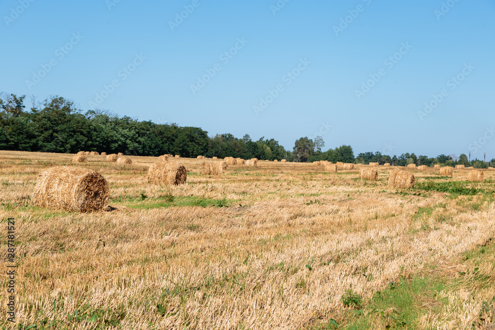 Fototapeta premium Hay bales in the field. Harvesting