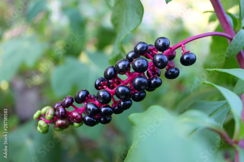The ripe fruits of the American laconicus (Phytolacca americana) photo