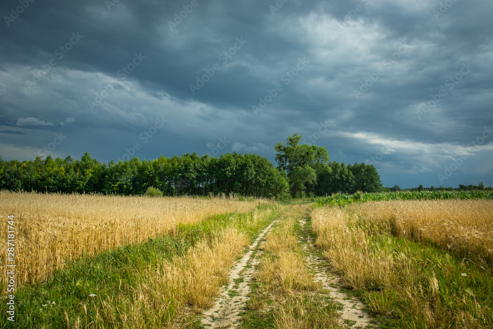 Country road through grain, horizon and rainy clouds