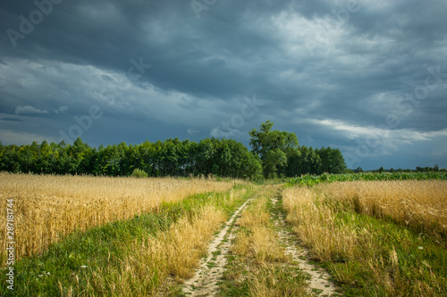Country road through grain  horizon and rainy clouds