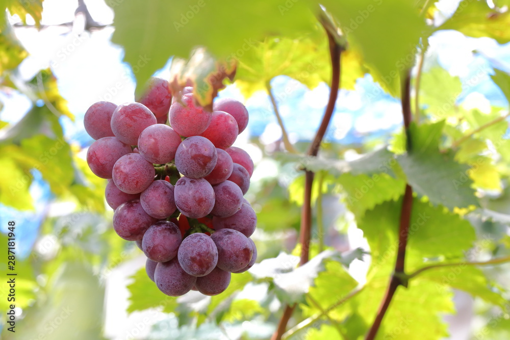 Japanese grape in vineyard of Okayama,Japan Japanese grape in vineyard of Okayama,Japan