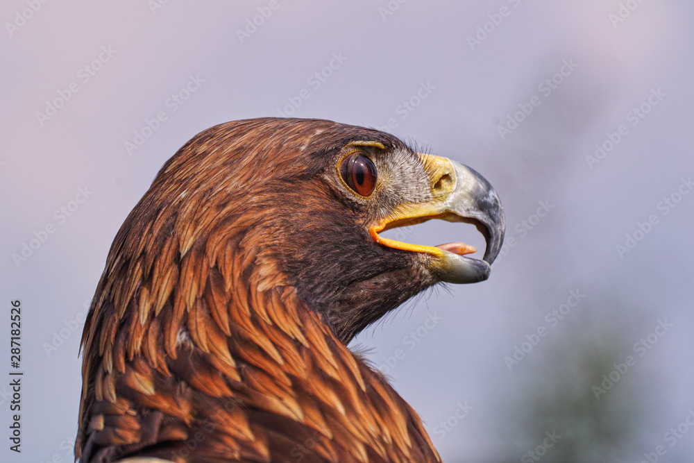 Obraz premium Eagle looking fierce. A magnificent golden eagle