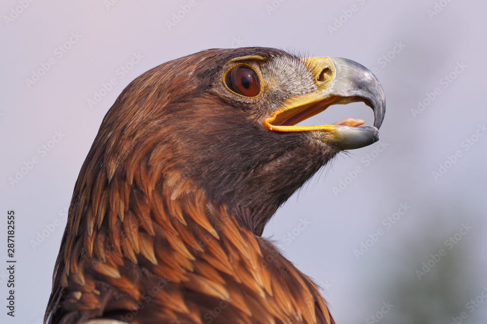 Fototapeta premium Eagle looking fierce. A magnificent golden eagle