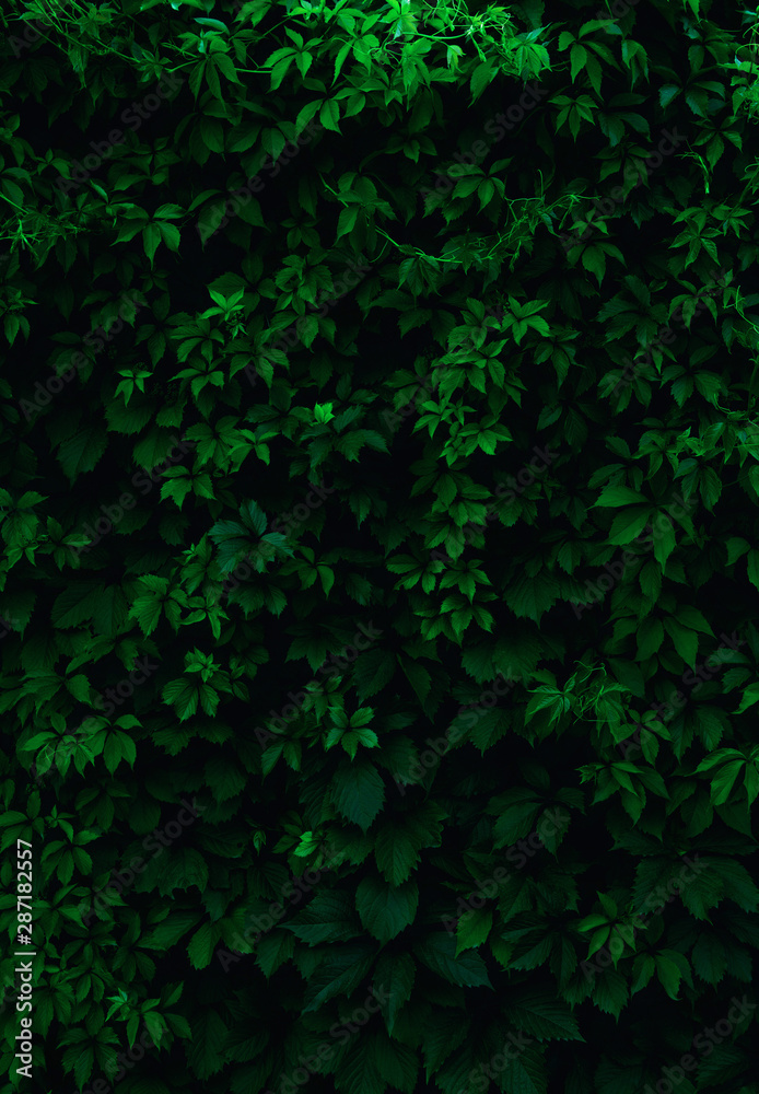 Background of fresh green leaves. Green leaves pattern background, Natural background and wallpaper Background of fresh green leaves. Green leaves pattern background, Natural background and wallpaper