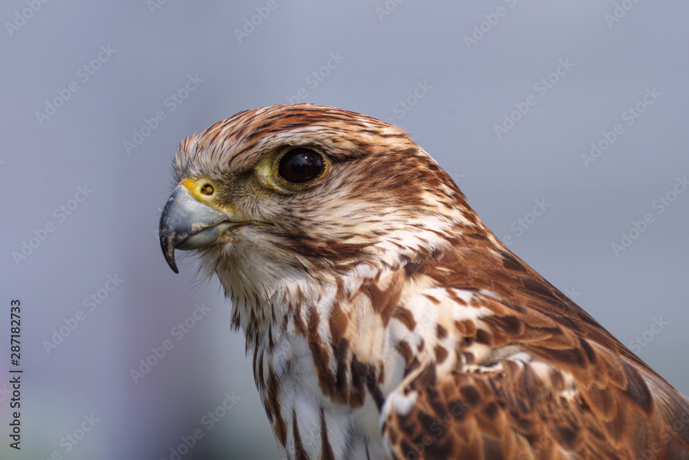 Peregrine falcon portrait close up Peregrine falcon portrait close up