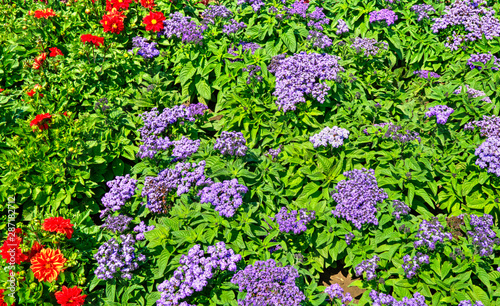 Fototapeta Naklejka Na Ścianę i Meble -  Beautiful view with blooming flowers in the botanical garden