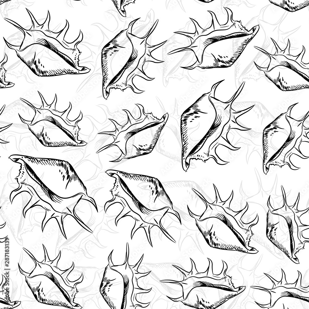 Lambis, common name the spider conch, is a species of large sea snail, a marine gastropod mollusk in the family Strombidae, the true conchs. Sketch black contour isolated on white background. Vector Lambis, common name the spider conch, is a species of large sea snail, a marine gastropod mollusk in the family Strombidae, the true conchs. Sketch black contour isolated on white background. Vector