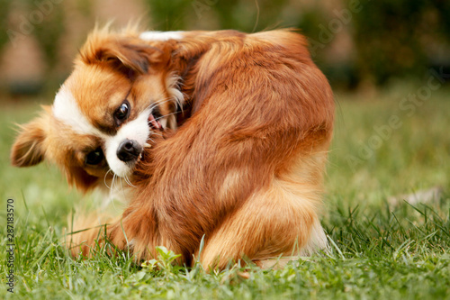 A Pekingese full of fleas is scratching his fur