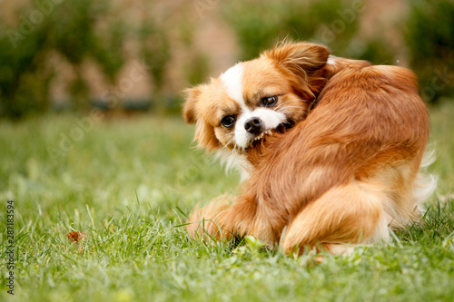 A Pekingese full of fleas is scratching his fur