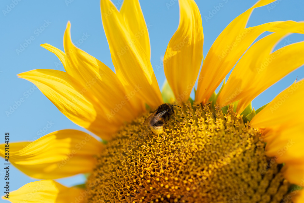 Naklejka premium Hummel auf Sonnenblume vor Blauem Himmel