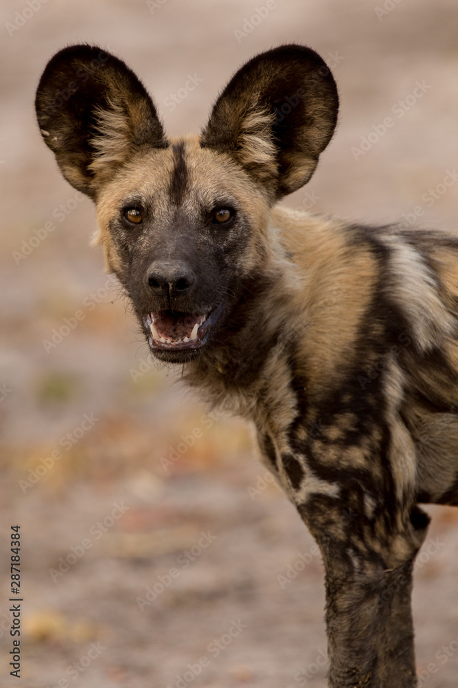 Fototapeta premium Wild dog / painted wolf portrait