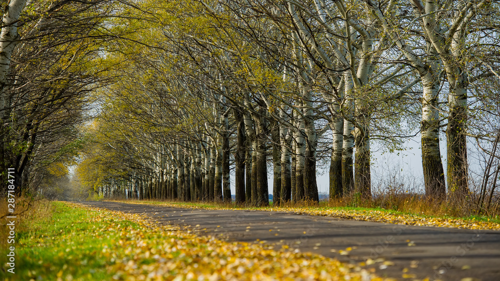 Naklejka premium Asphalt road and tree alley on a sunny day, landscape in the countryside. Fall season.